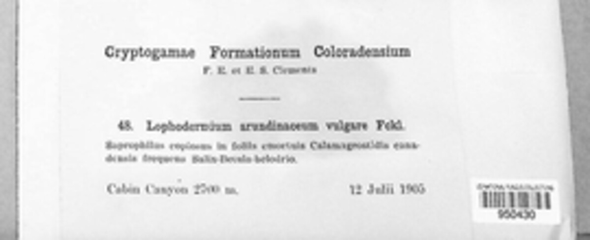 Lophodermium arundinaceum image